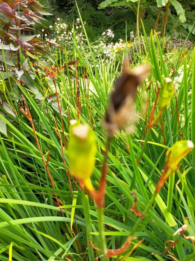Serapias vomeracea fruit