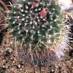 Mammillaria magnimamma