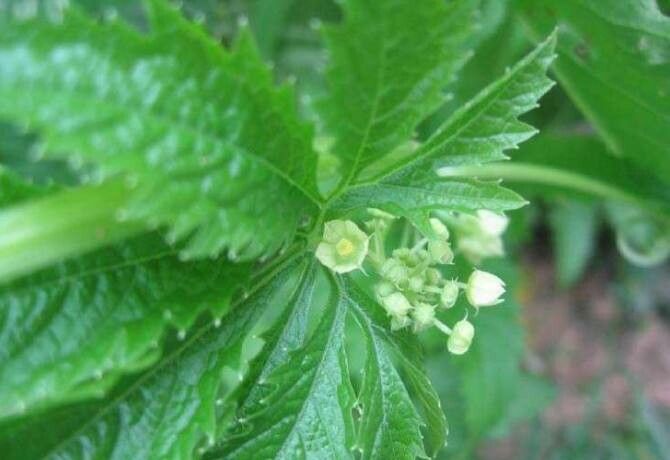 Cyclanthera pedata flower