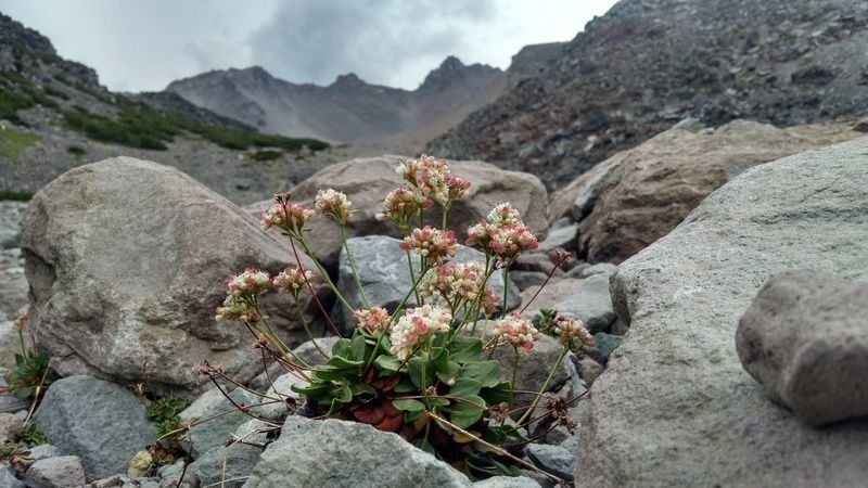 Eriogonum pyrolifolium habit
