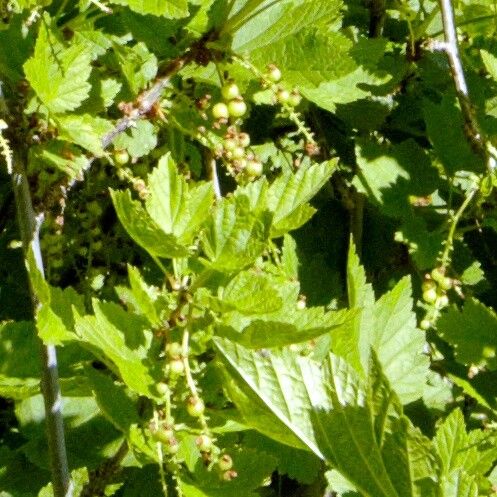 Ribes petraeum fruit