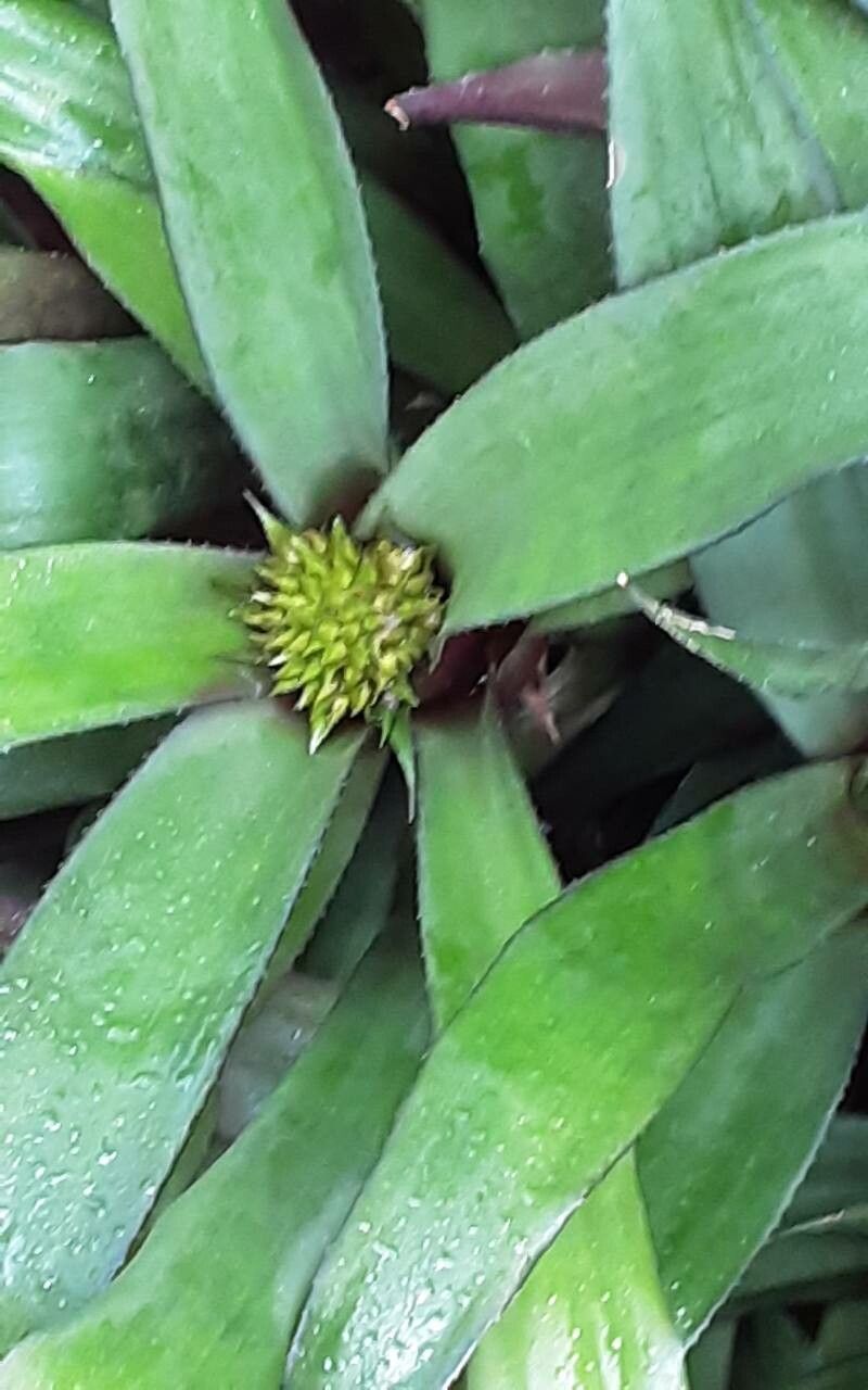 Canistropsis burchellii flower