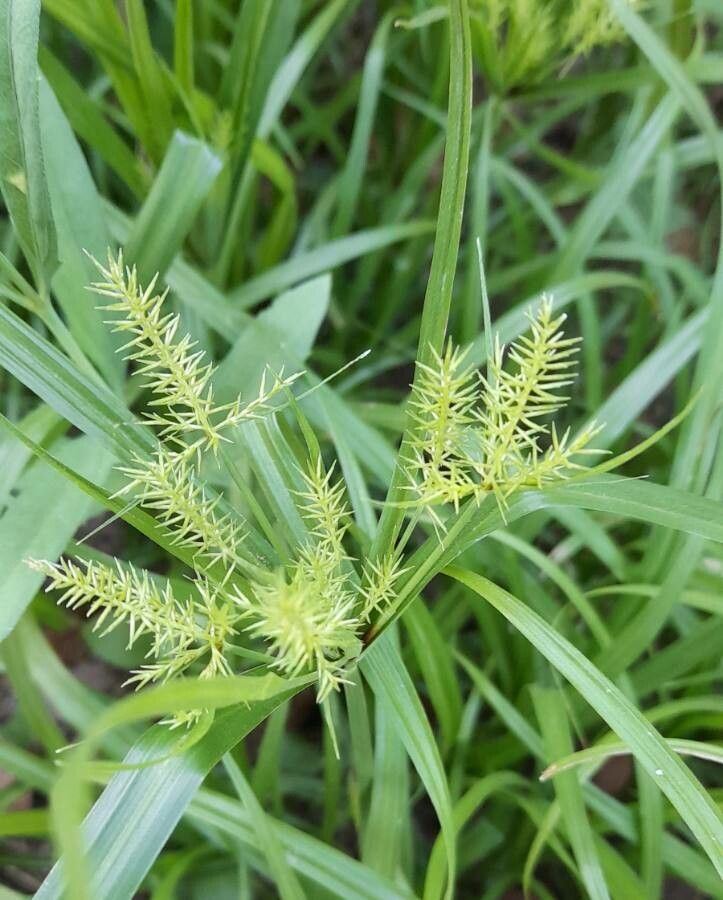 Cyperus meyenianus flower