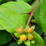 Hypericum androsaemum