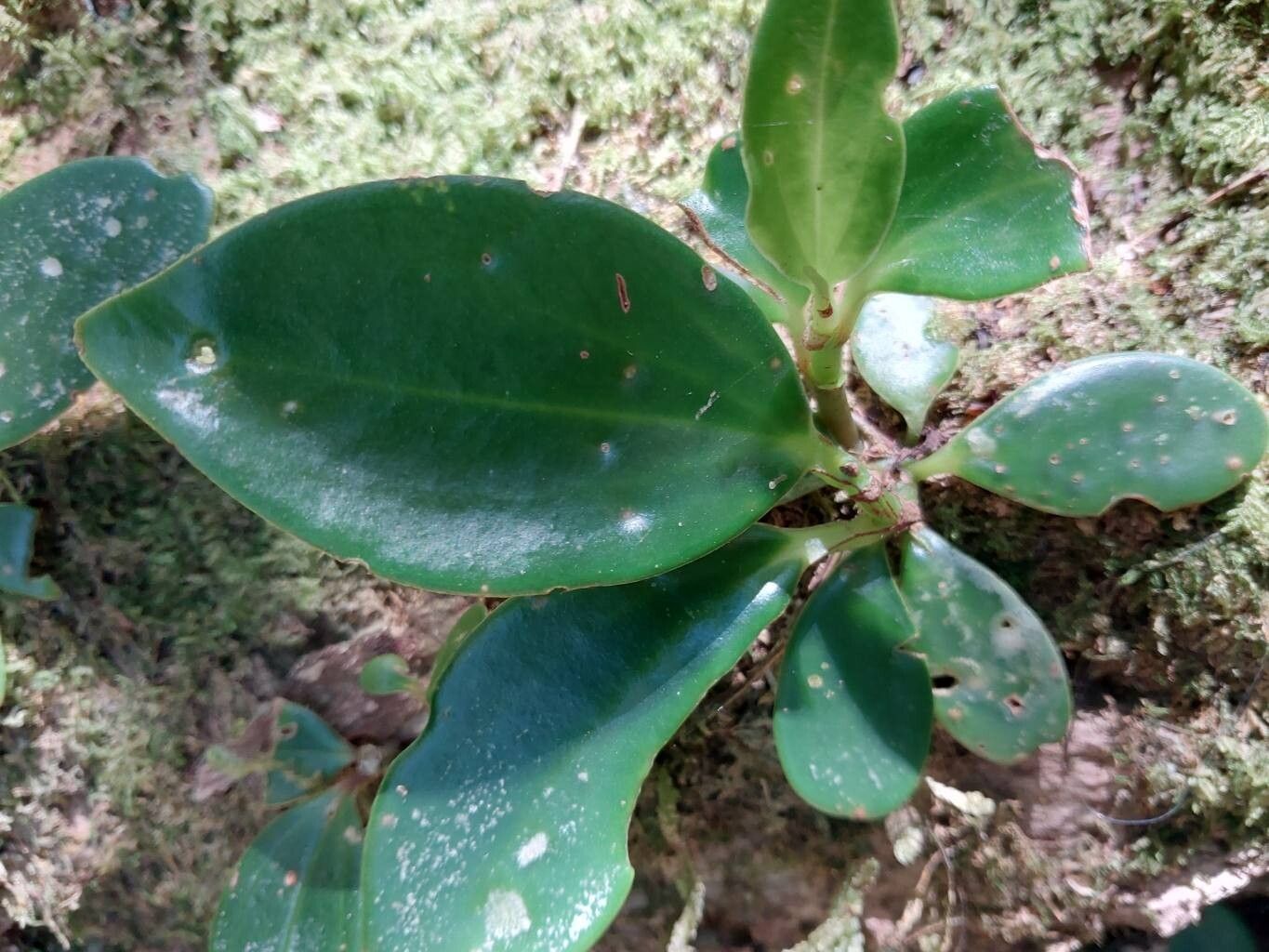 Peperomia pluvisilvatica habit