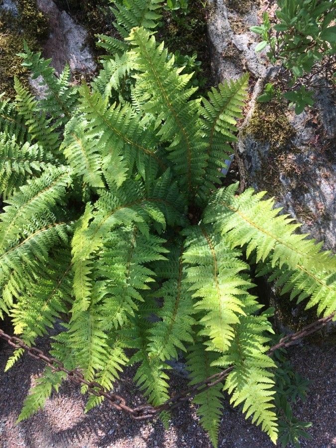 Polystichum mohrioides habit