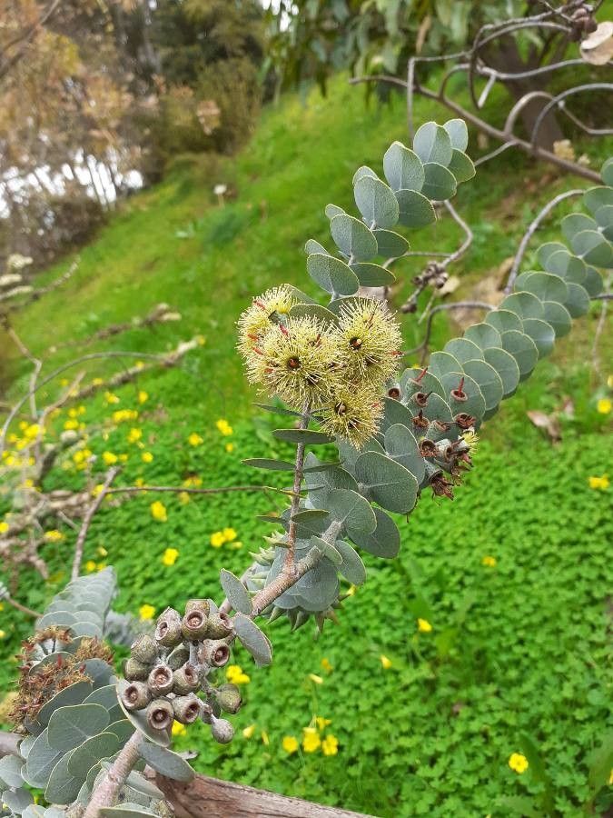 Eucalyptus kruseana flower