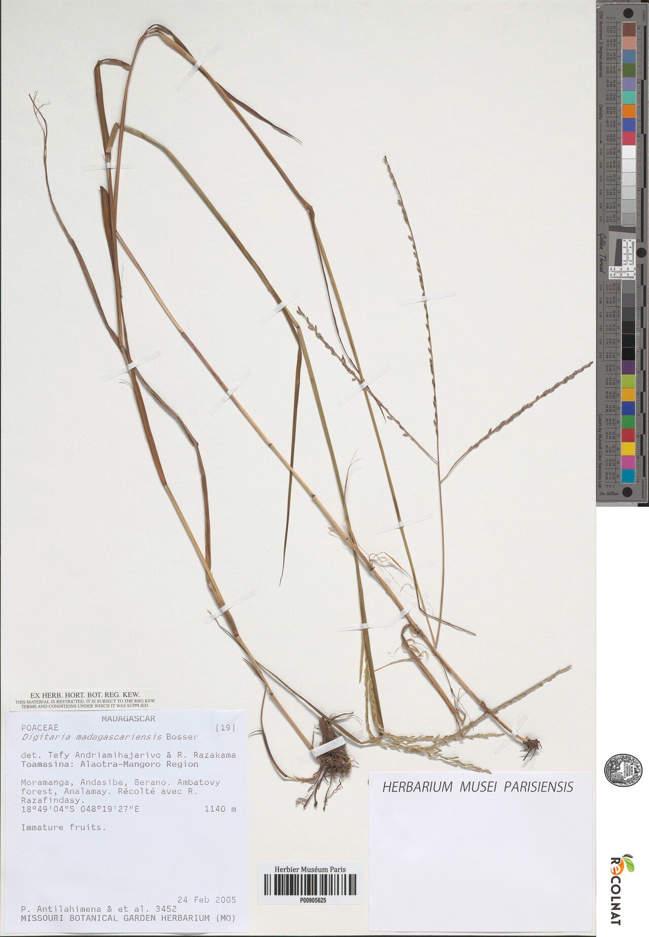 Digitaria fulva — houseplant care guide