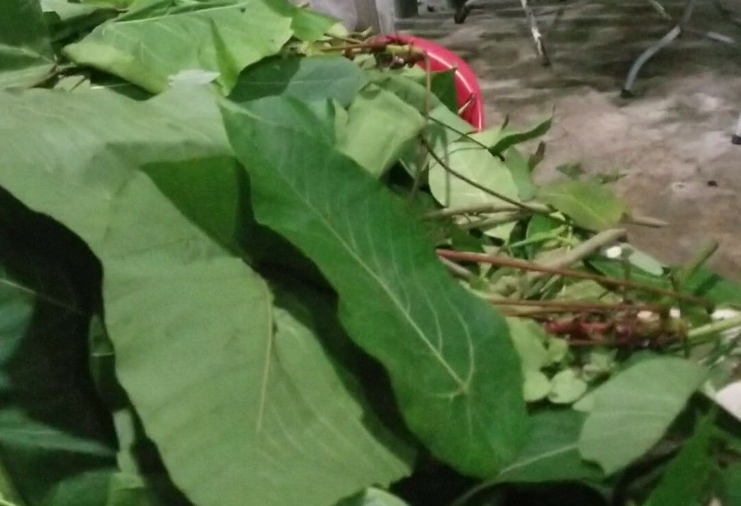 Macaranga recurvata — houseplant care guide