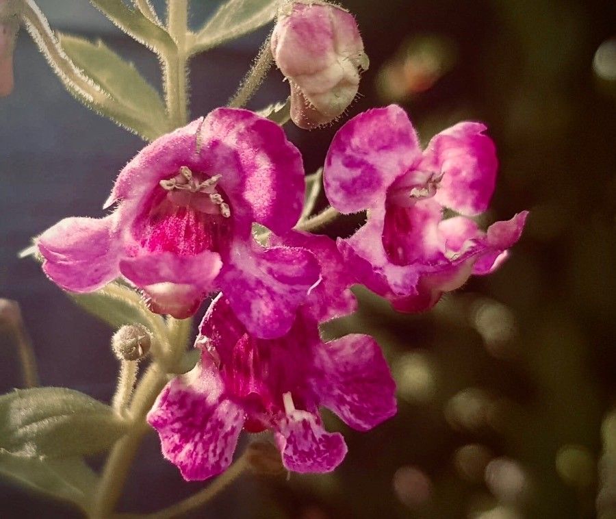 Penstemon monoensis flower