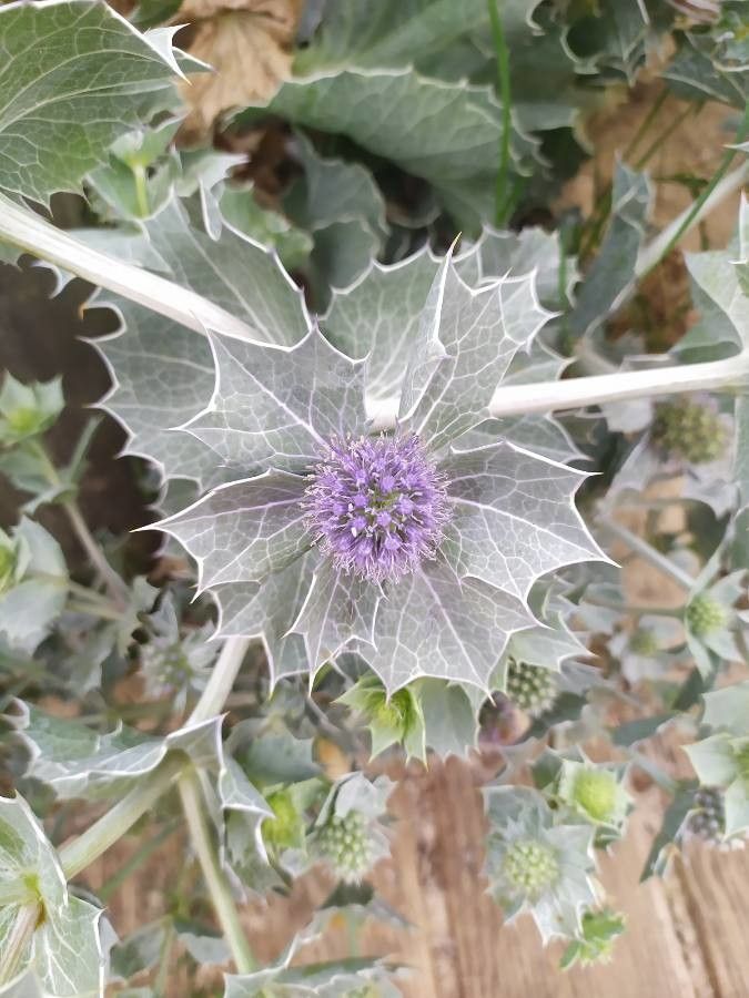Eryngium maritimum flower