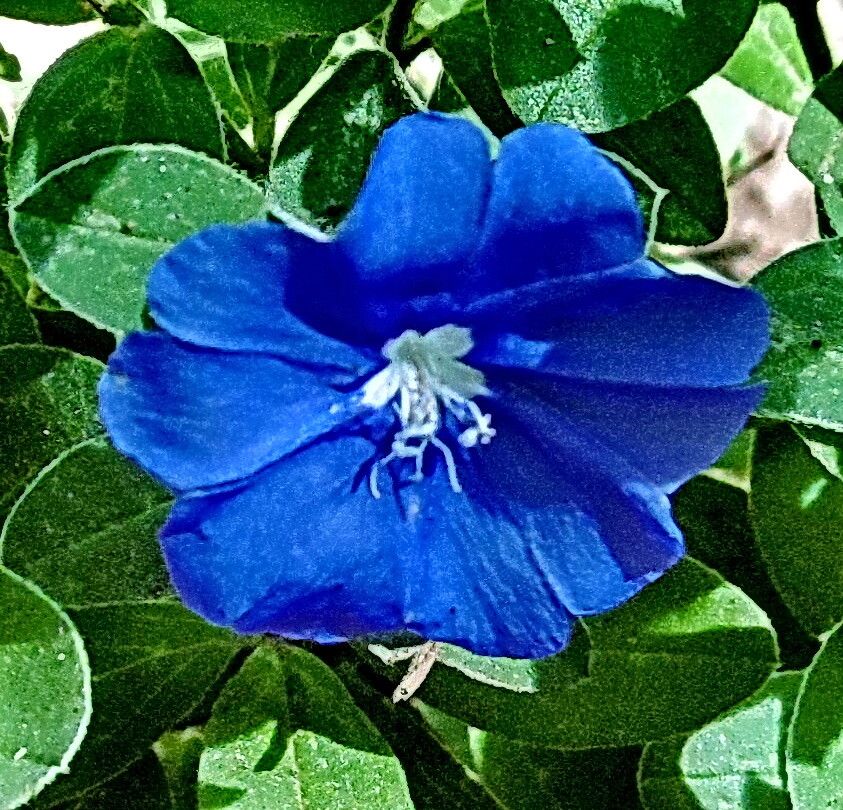 Evolvulus convolvuloides flower