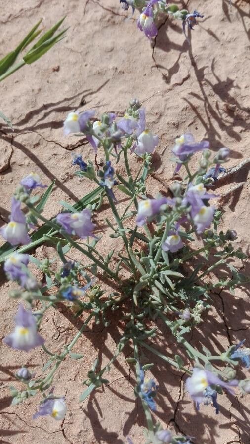 Linaria laxiflora habit