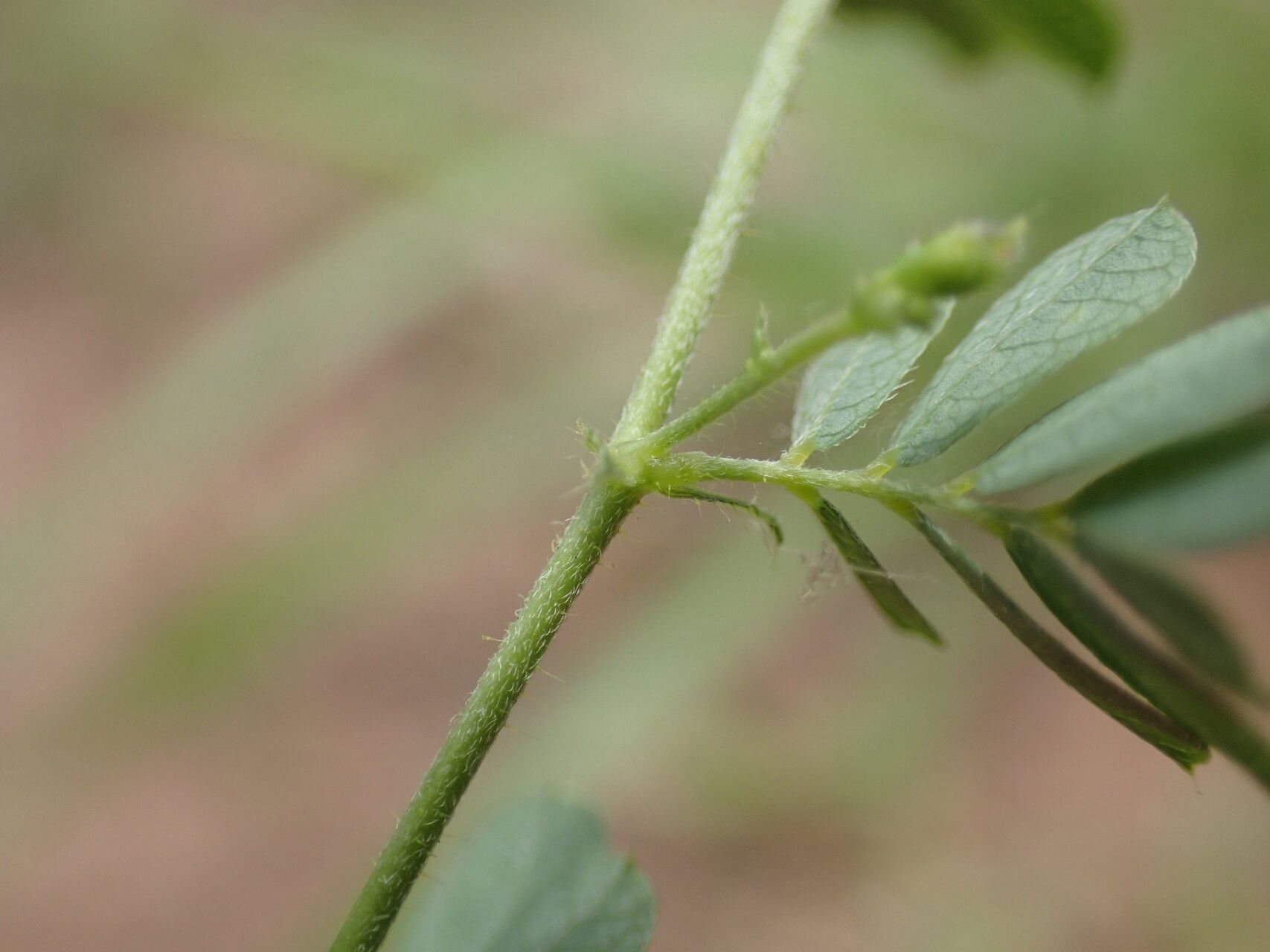 Aeschynomene brevifolia leaf