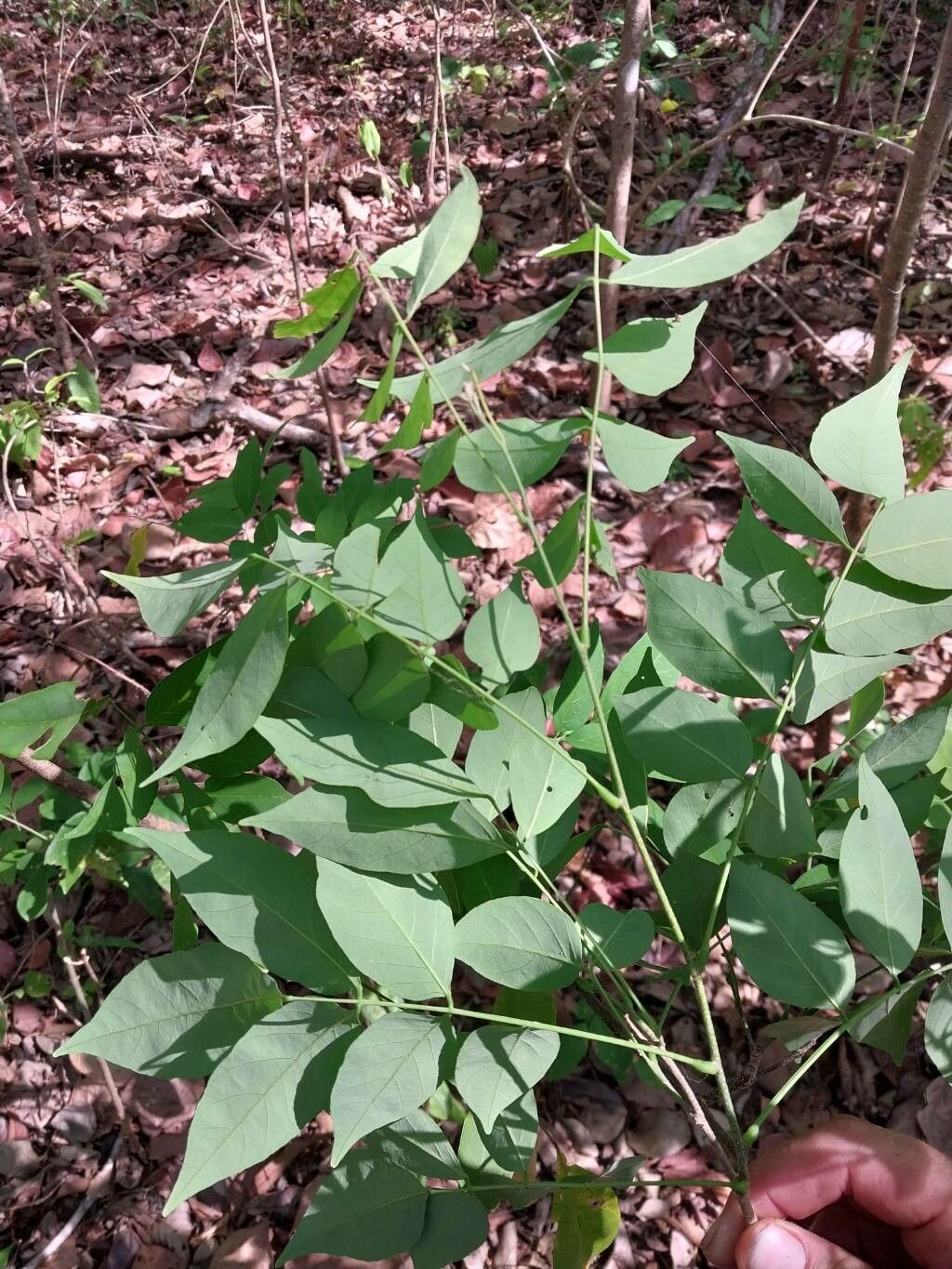 Lonchocarpus parviflorus leaf
