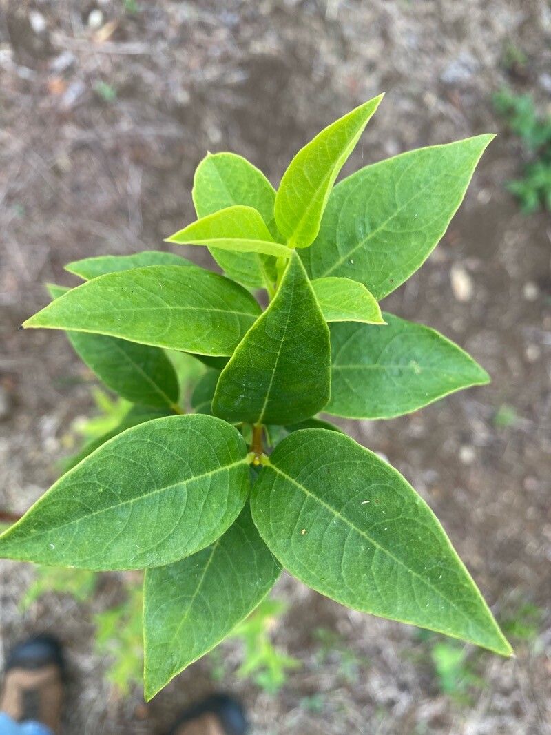 Wikstroemia sandwicensis — related species from the same genus