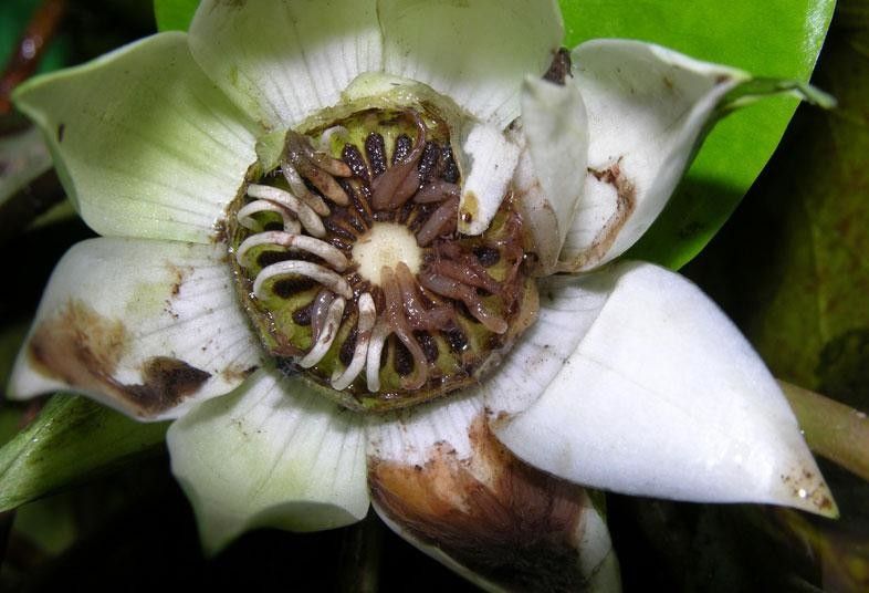 Nymphaea conardii flower