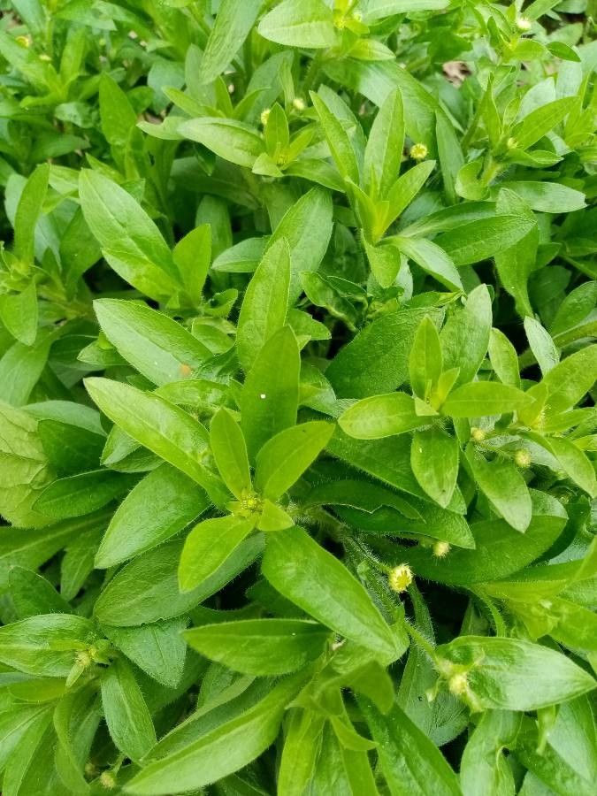 Myosotis welwitschii — houseplant care guide