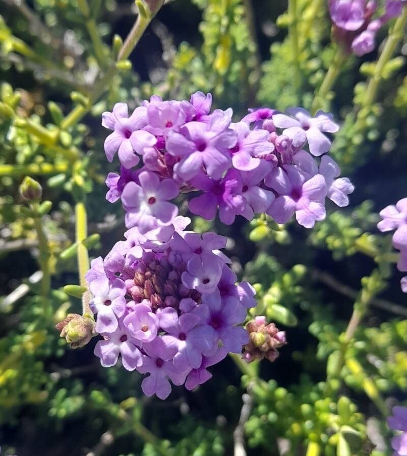 Junellia succulentifolia flower