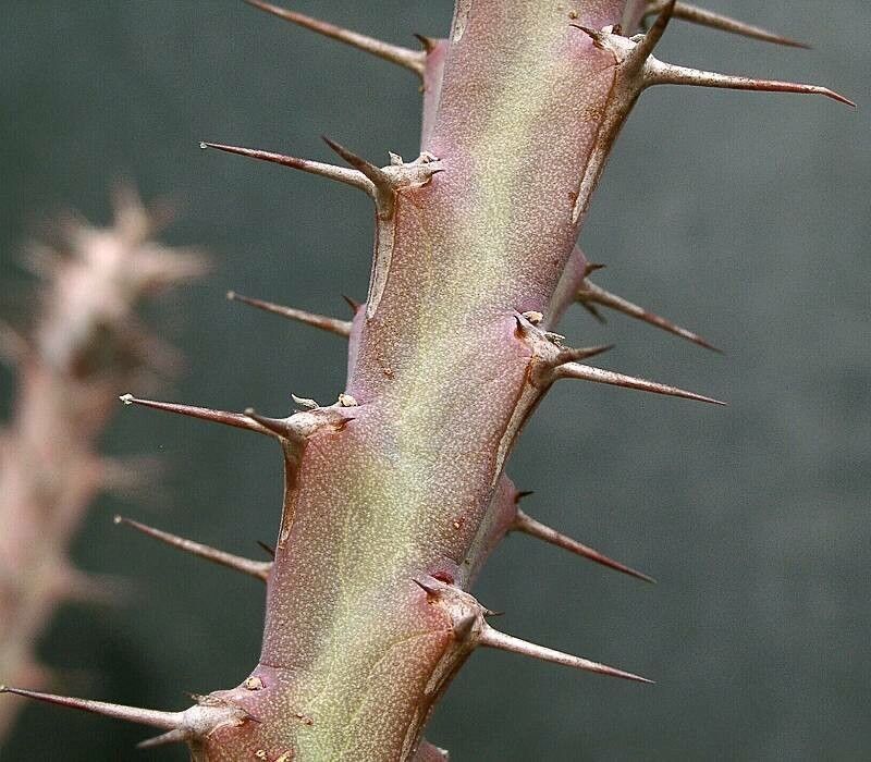 Euphorbia schinzii leaf