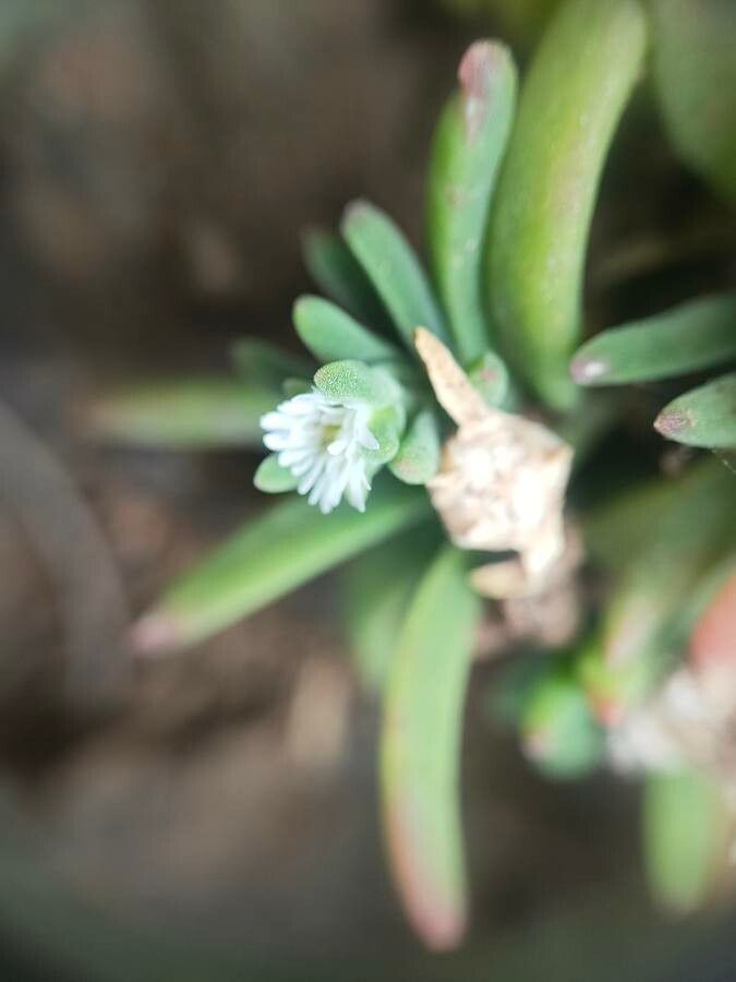 Delosperma napiforme flower
