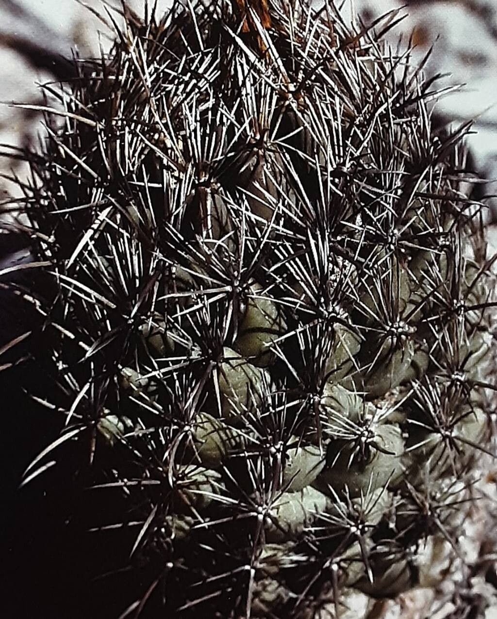 Coryphantha difficilis habit