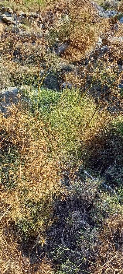 Peucedanum paniculatum habit