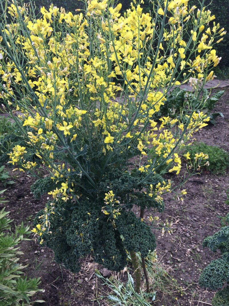 Brassica rupestris habit