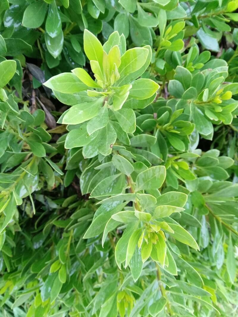 Globularia sarcophylla leaf