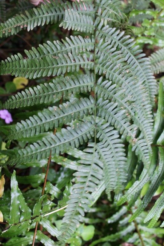 Pteris linearis leaf