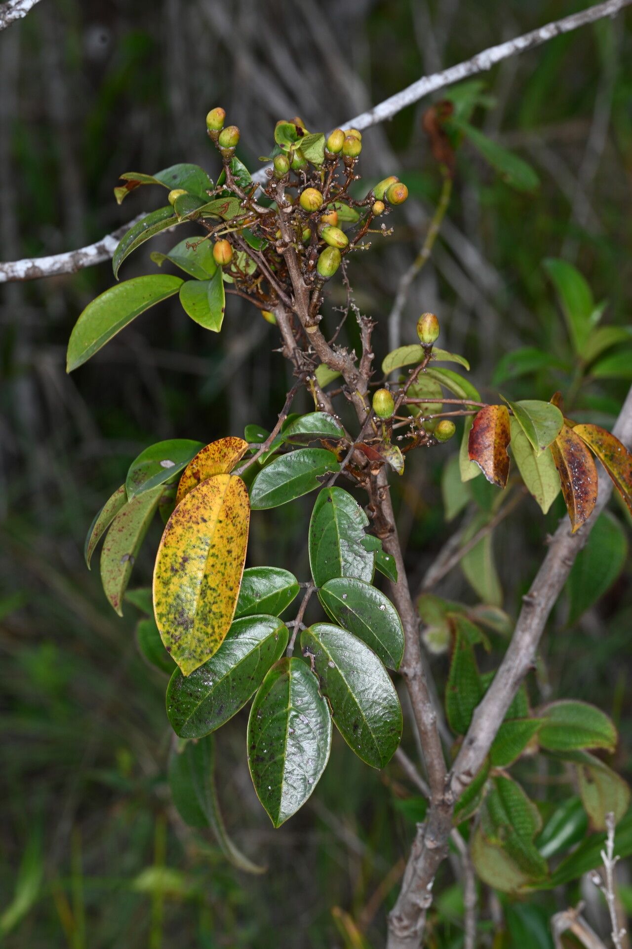 Rourea frutescens habit