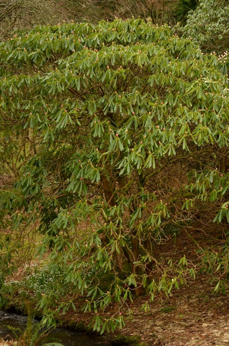 Rhododendron × geraldii habit