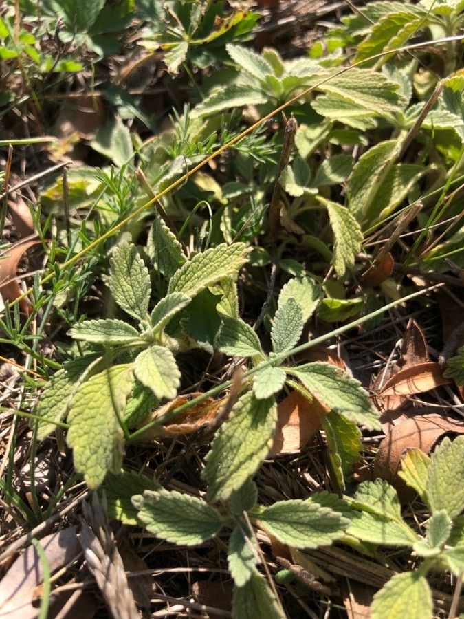 Marrubium peregrinum — houseplant care guide