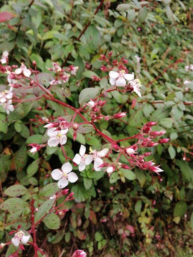 Heterocentron glandulosum — related species from the same genus