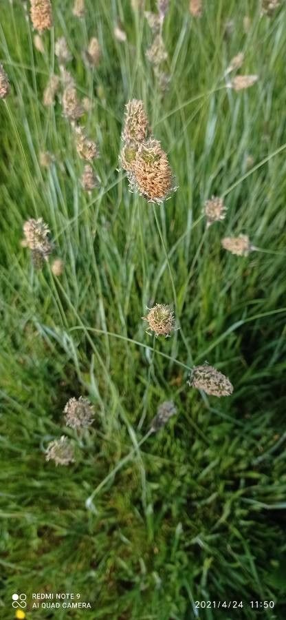 Alopecurus gerardi fruit