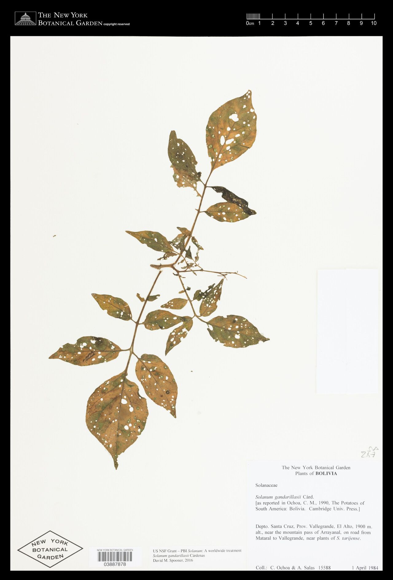 Solanum gandarillasii — houseplant care guide