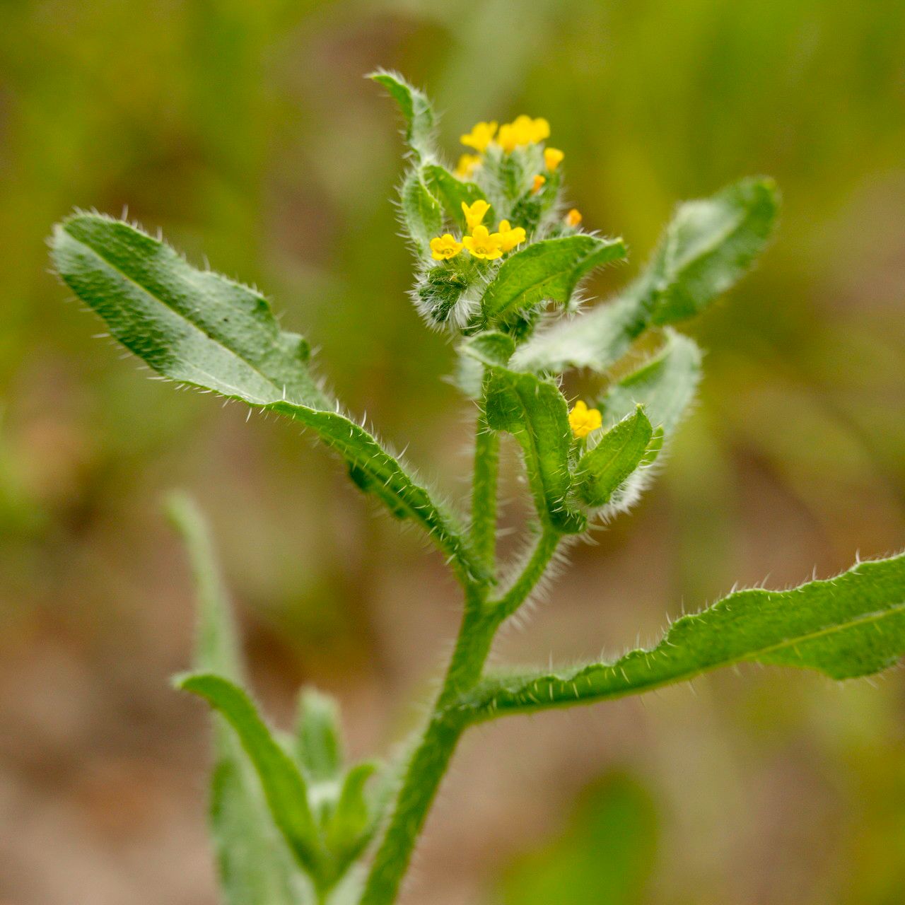 Amsinckia micrantha leaf