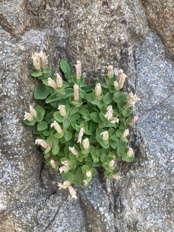 Silene cordifolia — search result for 'Silene'