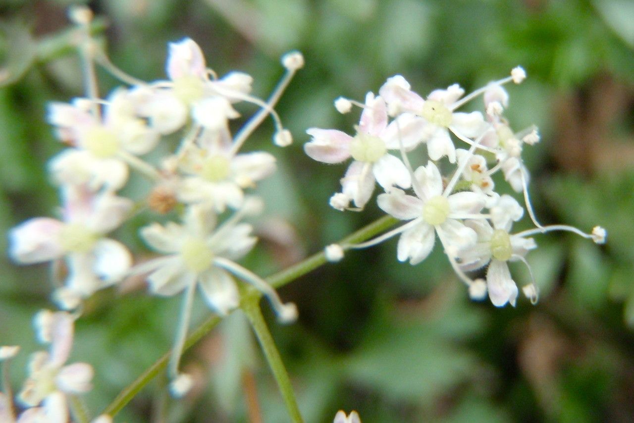 Pimpinella tragium fruit
