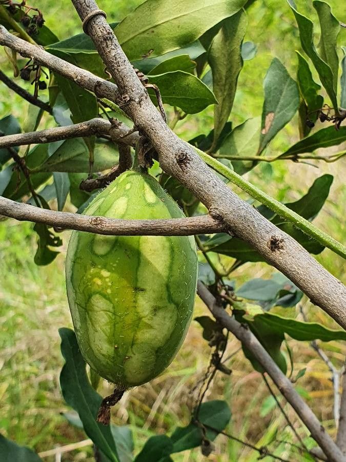 Coccinia trilobata fruit