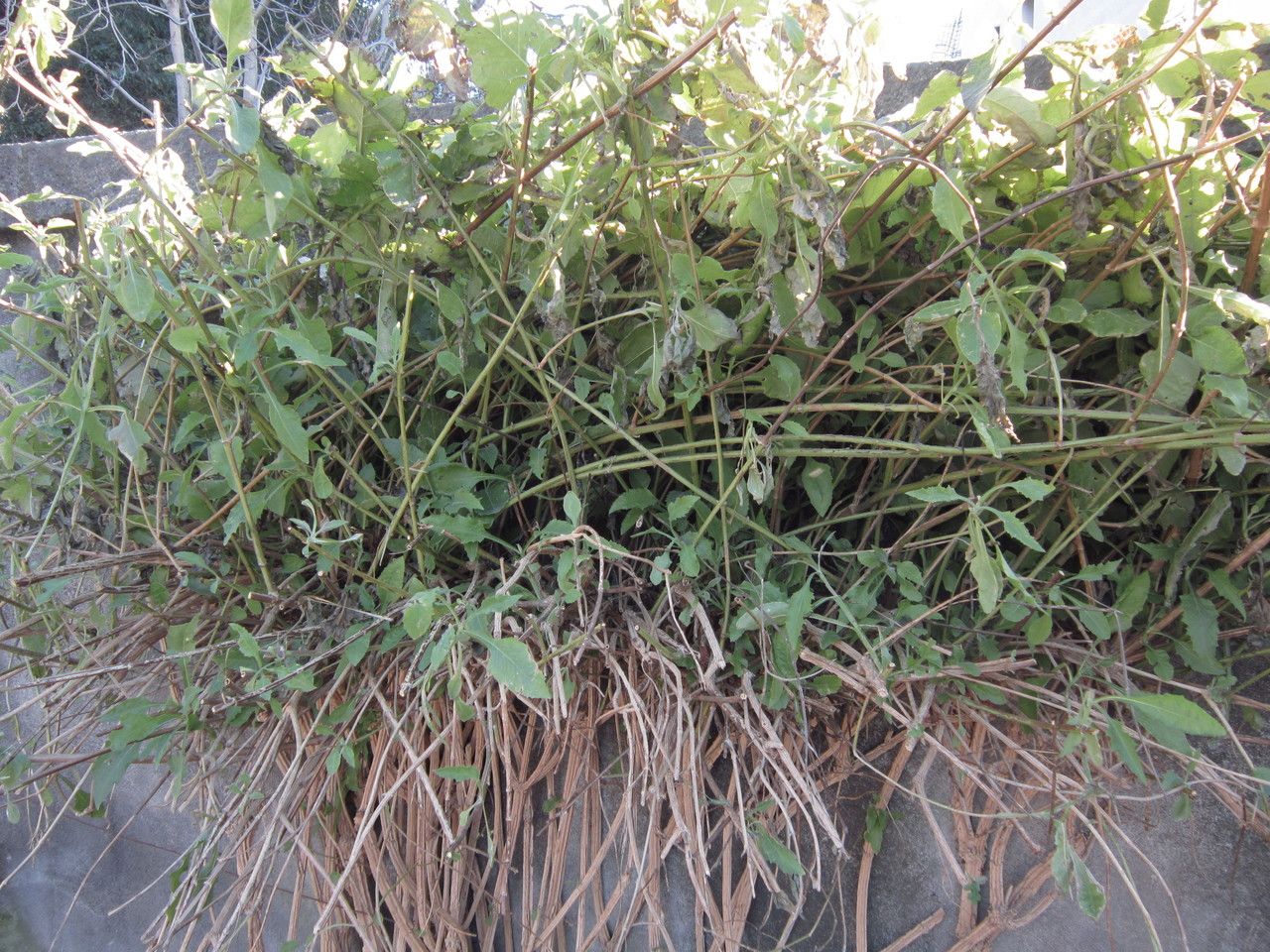 Verbesina crocata habit