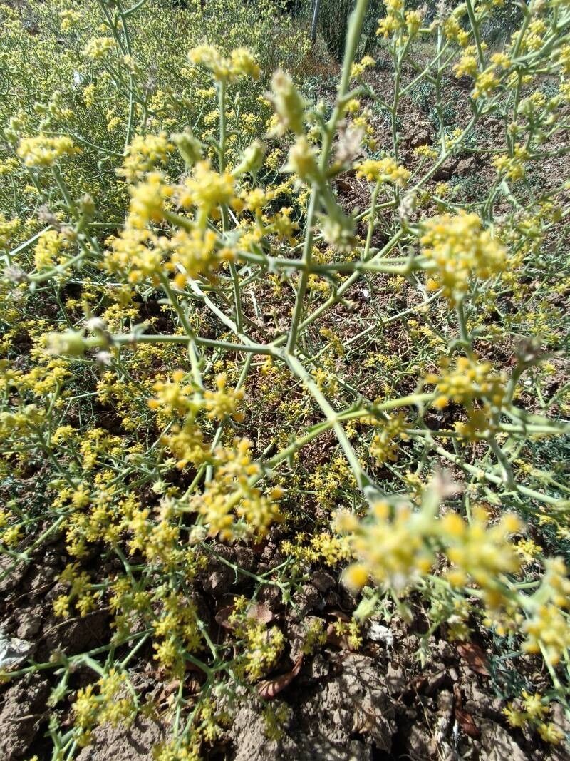 Echinophora tenuifolia flower