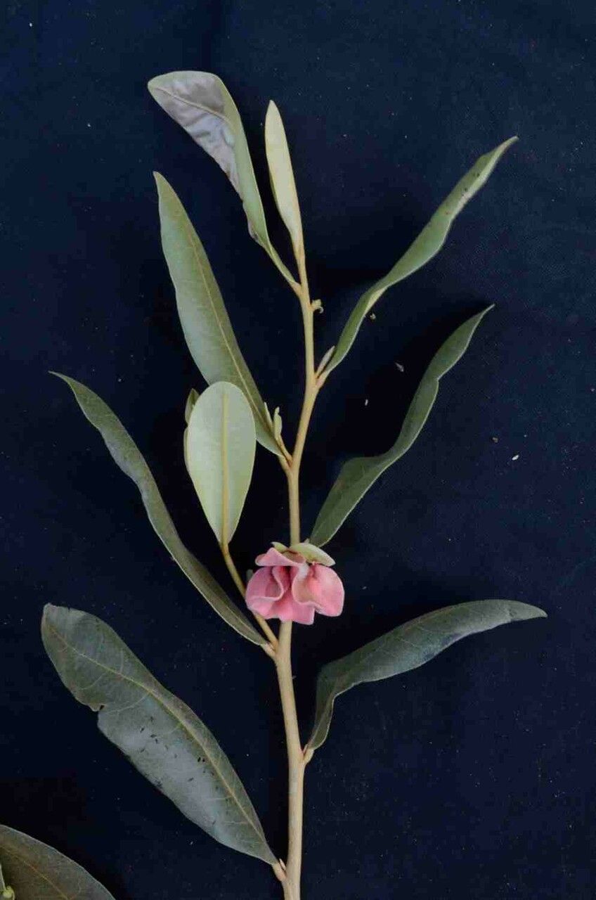 Duguetia furfuracea flower