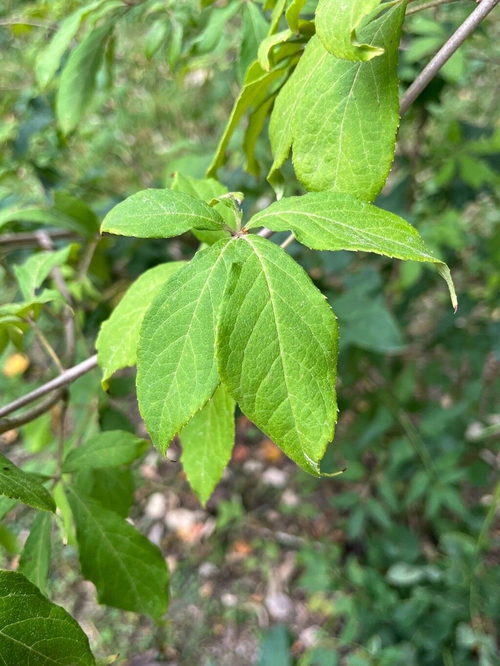 Eleutherococcus henryi — related species from the same genus