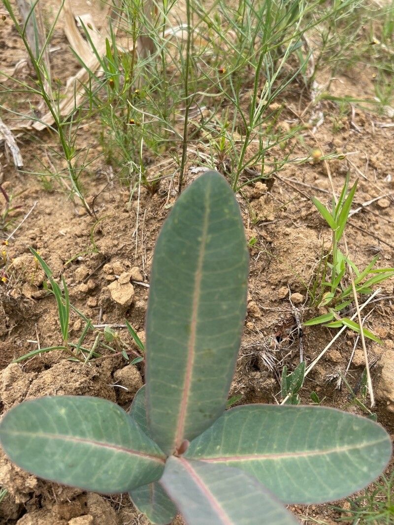 Asclepias humistrata leaf
