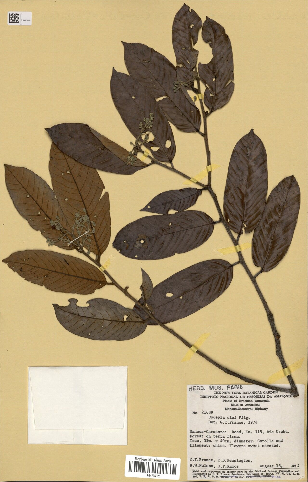 Couepia ulei — houseplant care guide