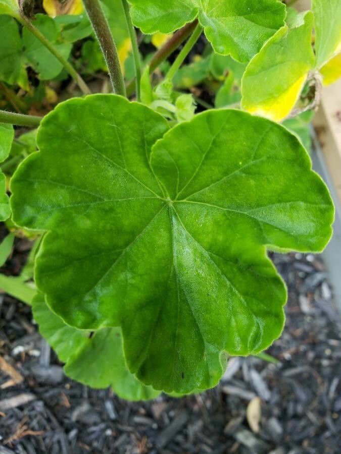 Pelargonium × hortorum leaf