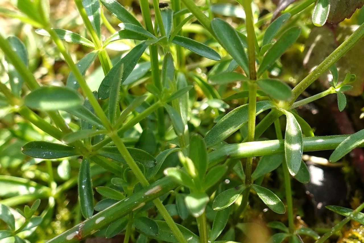 Galium palustre leaf