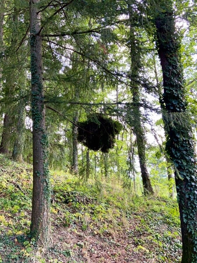 Picea morrisonicola leaf