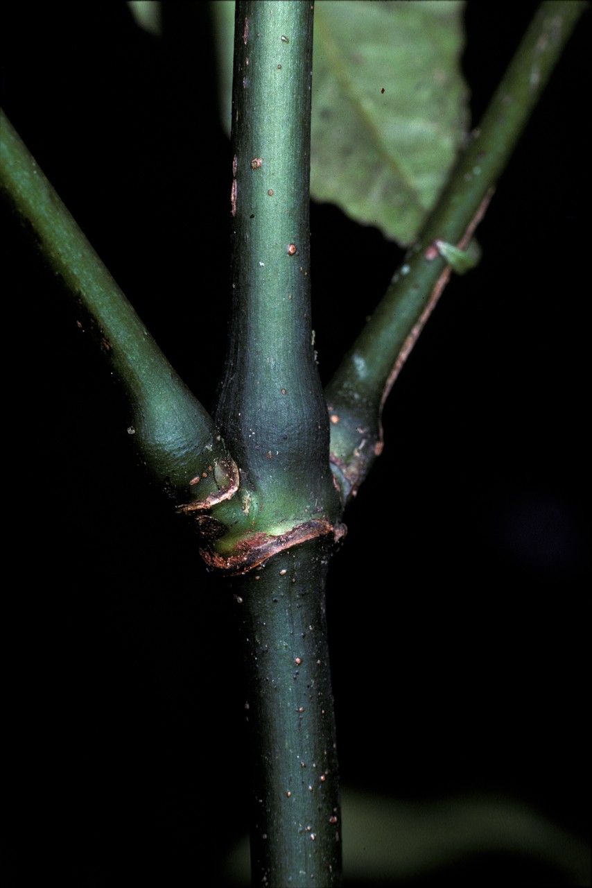 Chloranthus elatior bark